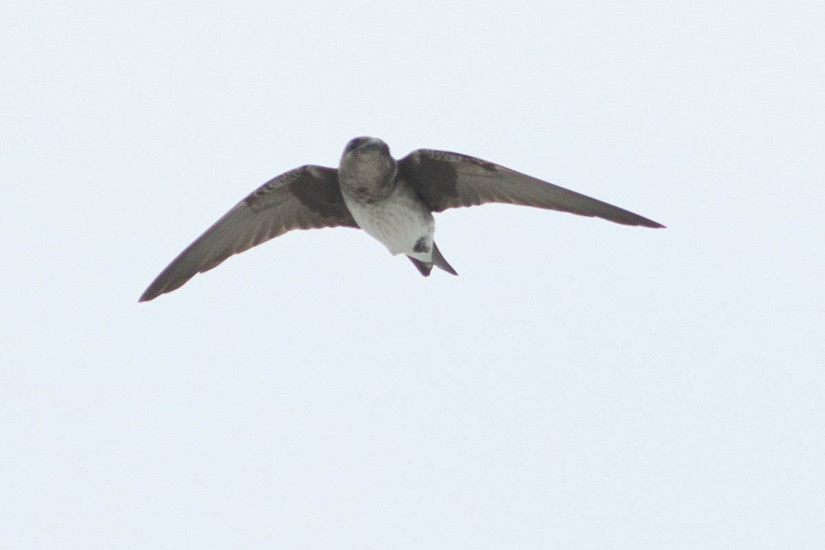 Purple Martin - ML647901228