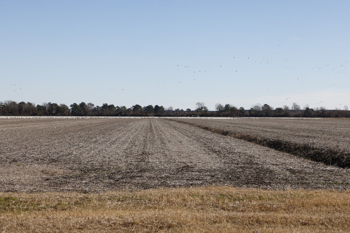 Tundra Swan - ML647901229