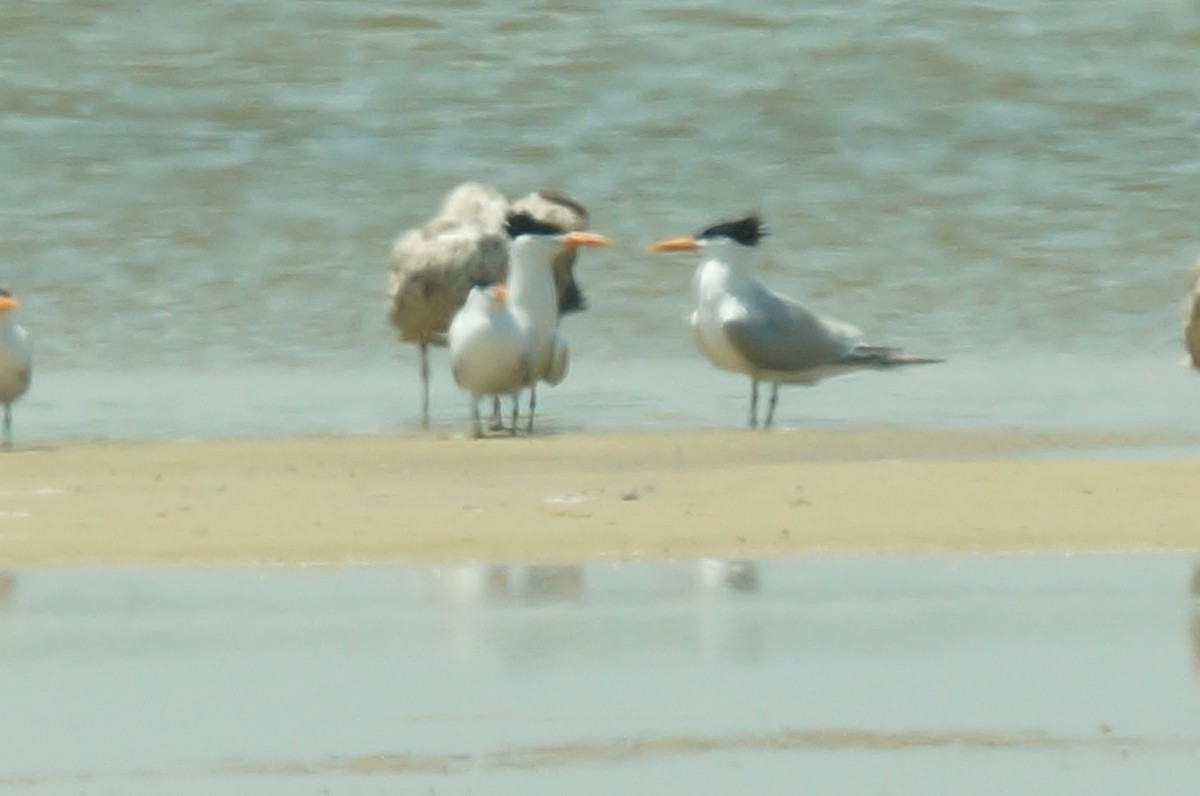 Royal Tern - ML647901230