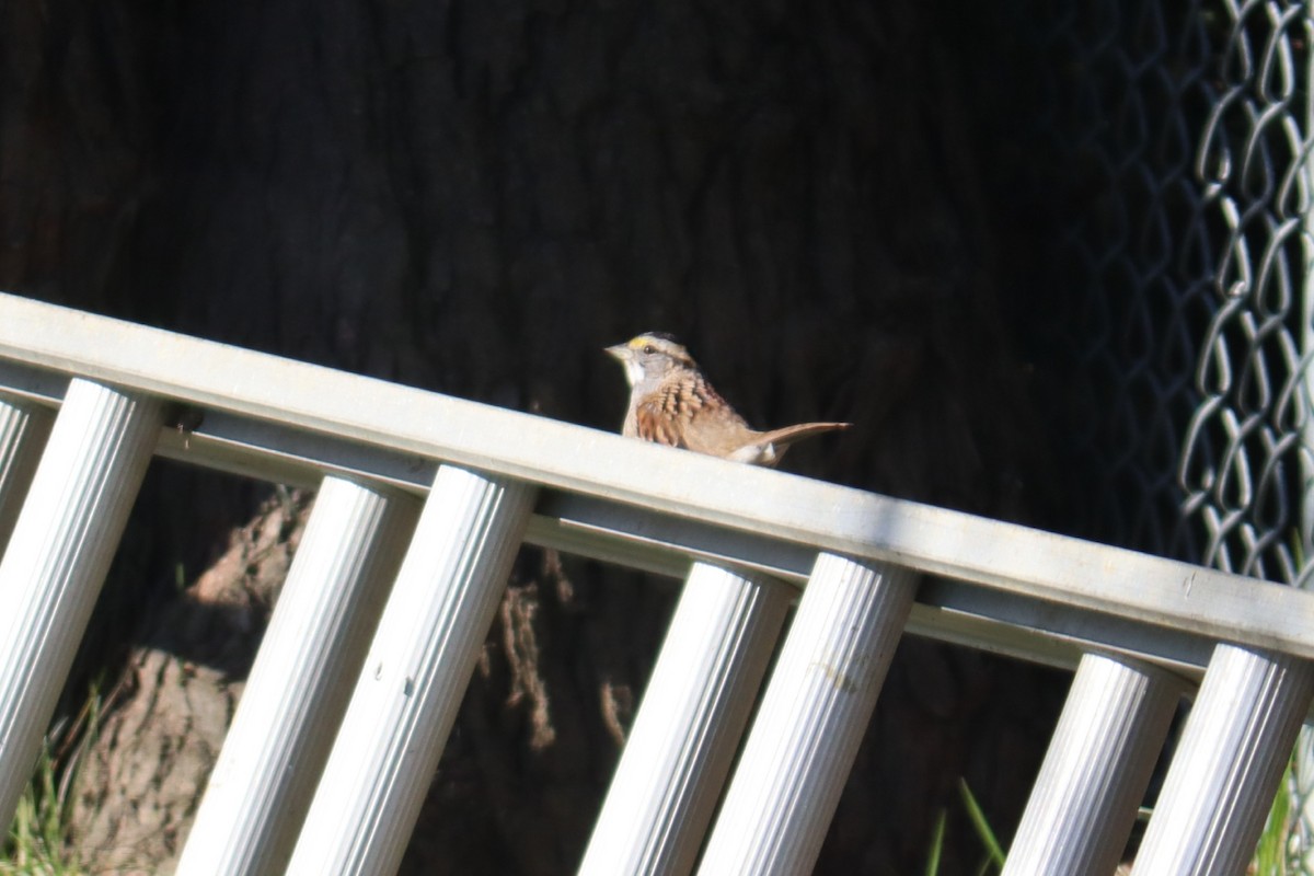 White-throated Sparrow - ML647901231