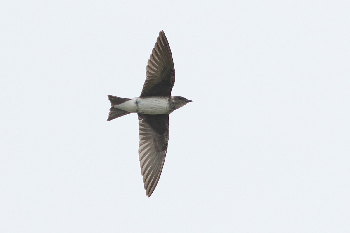 Purple Martin - ML647901232