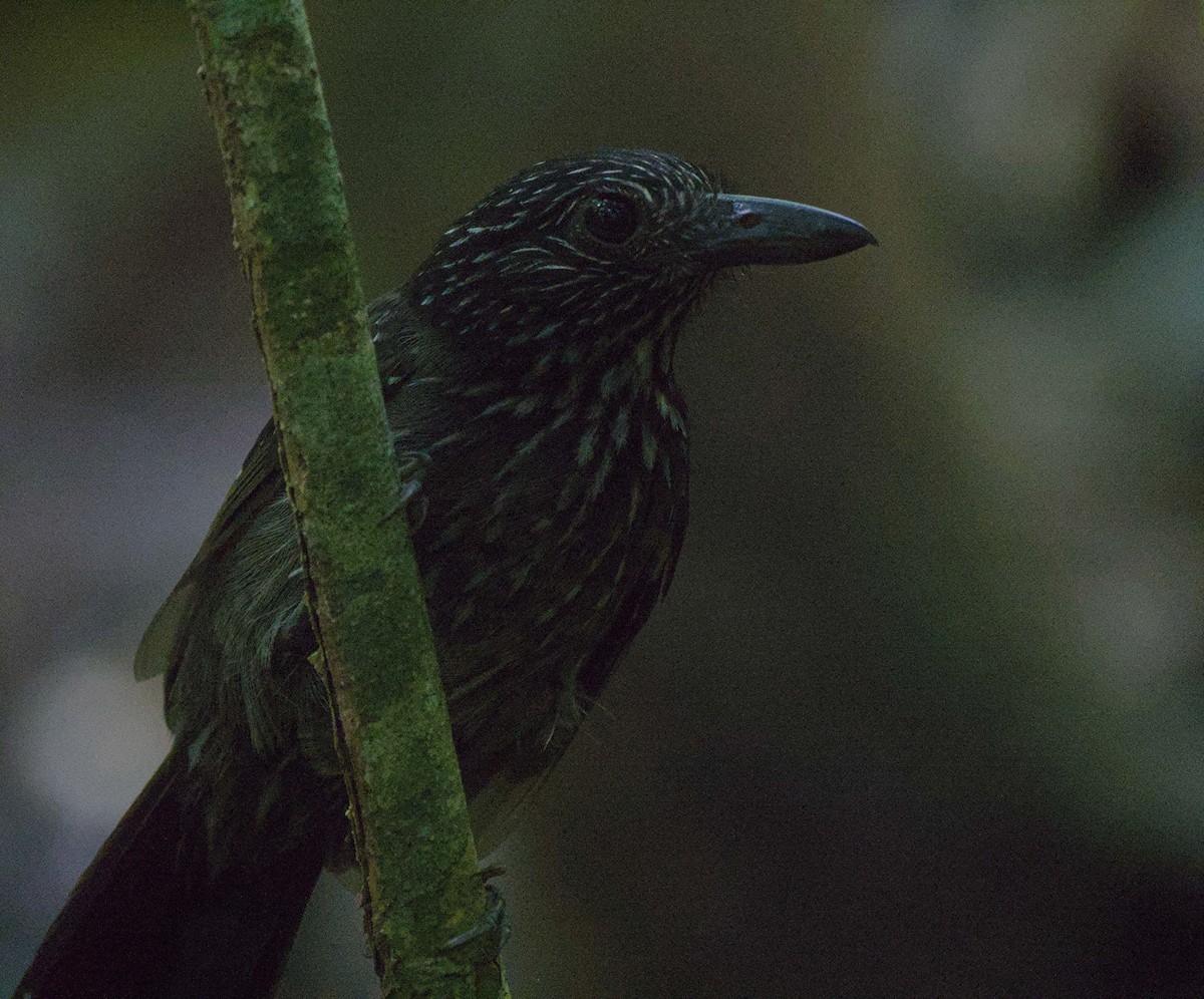Black-hooded Antshrike - ML647901235