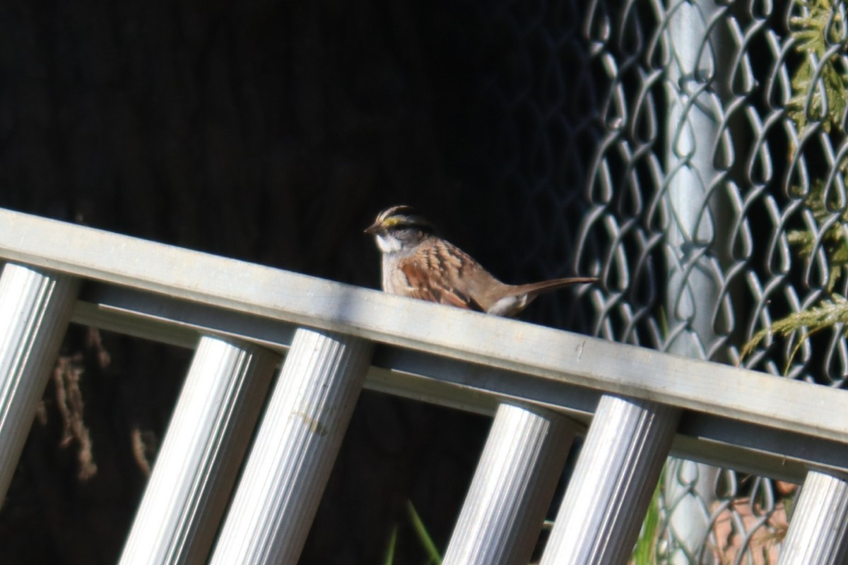 White-throated Sparrow - ML647901236