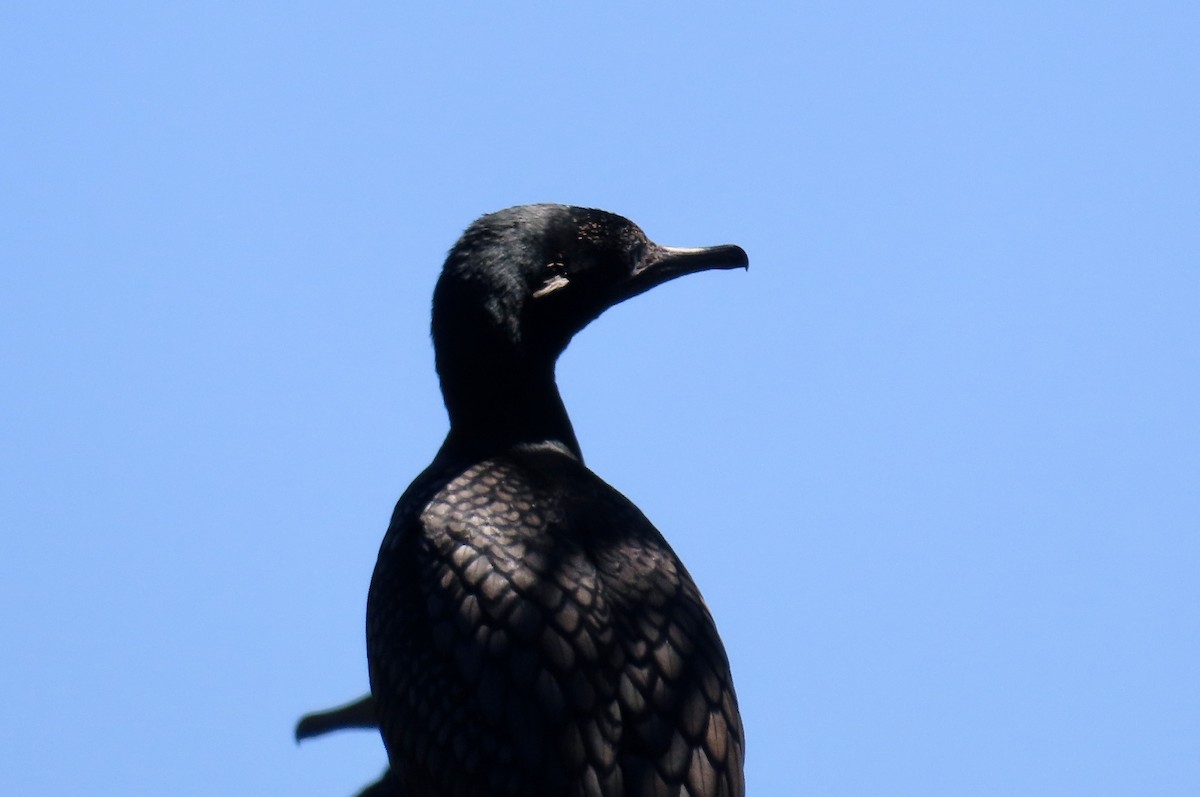 Little Black Cormorant - ML647901237