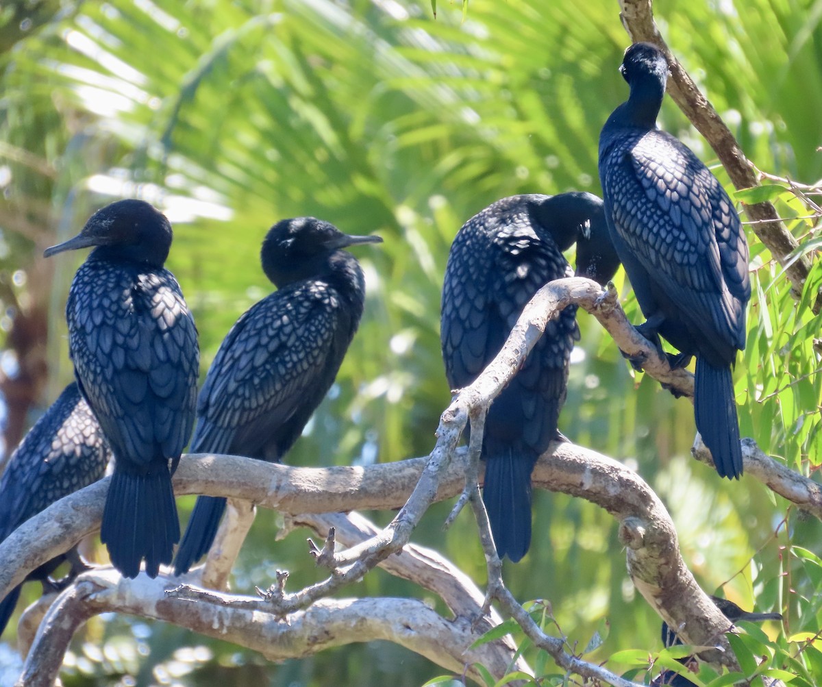 Little Black Cormorant - ML647901238