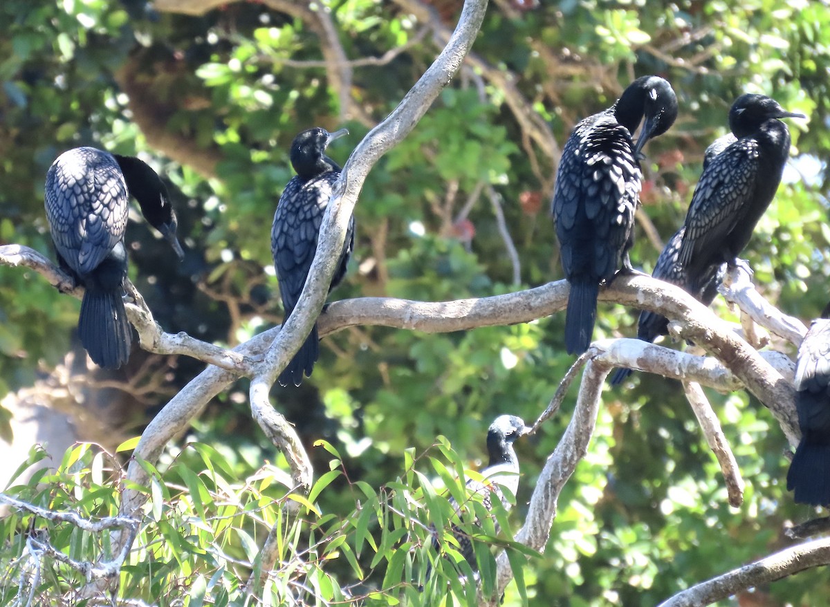 Little Black Cormorant - ML647901239