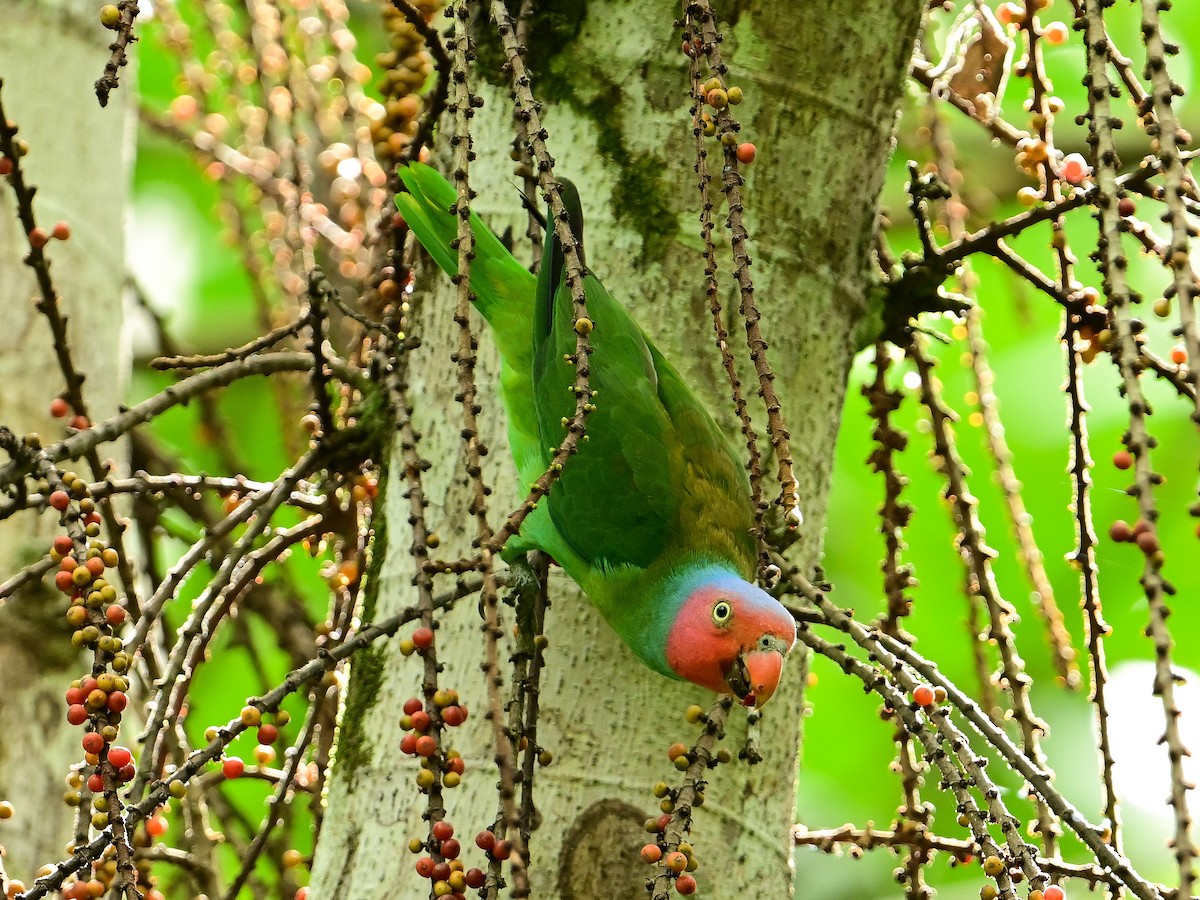 Red-cheeked Parrot - ML647901240