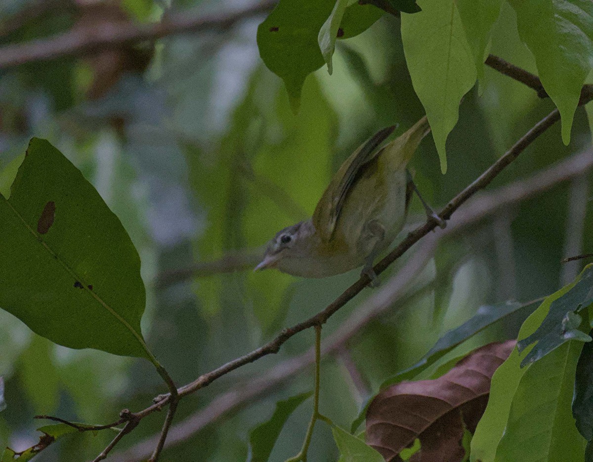 Lesser Greenlet - ML647901246