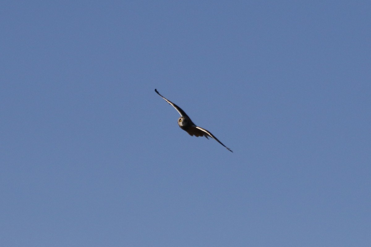 Short-eared Owl - ML647901276