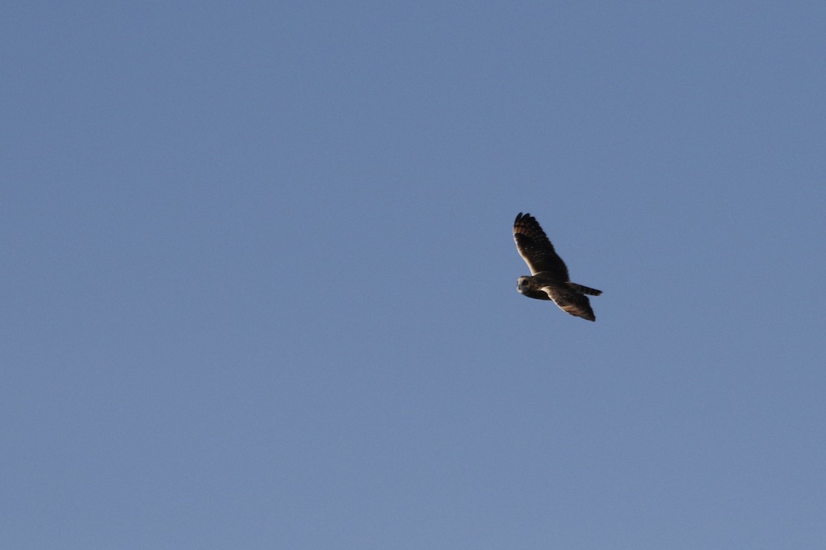 Short-eared Owl - ML647901277