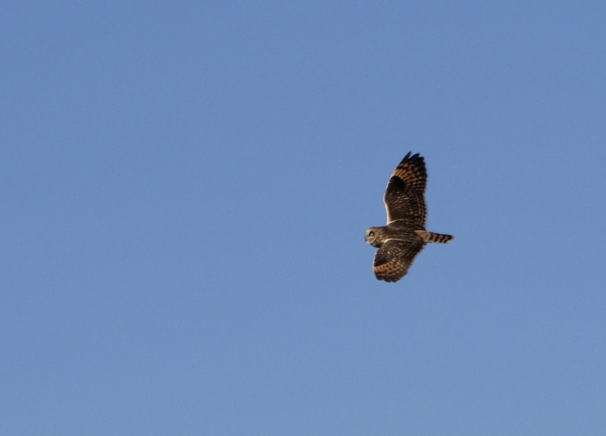 Short-eared Owl - ML647901280