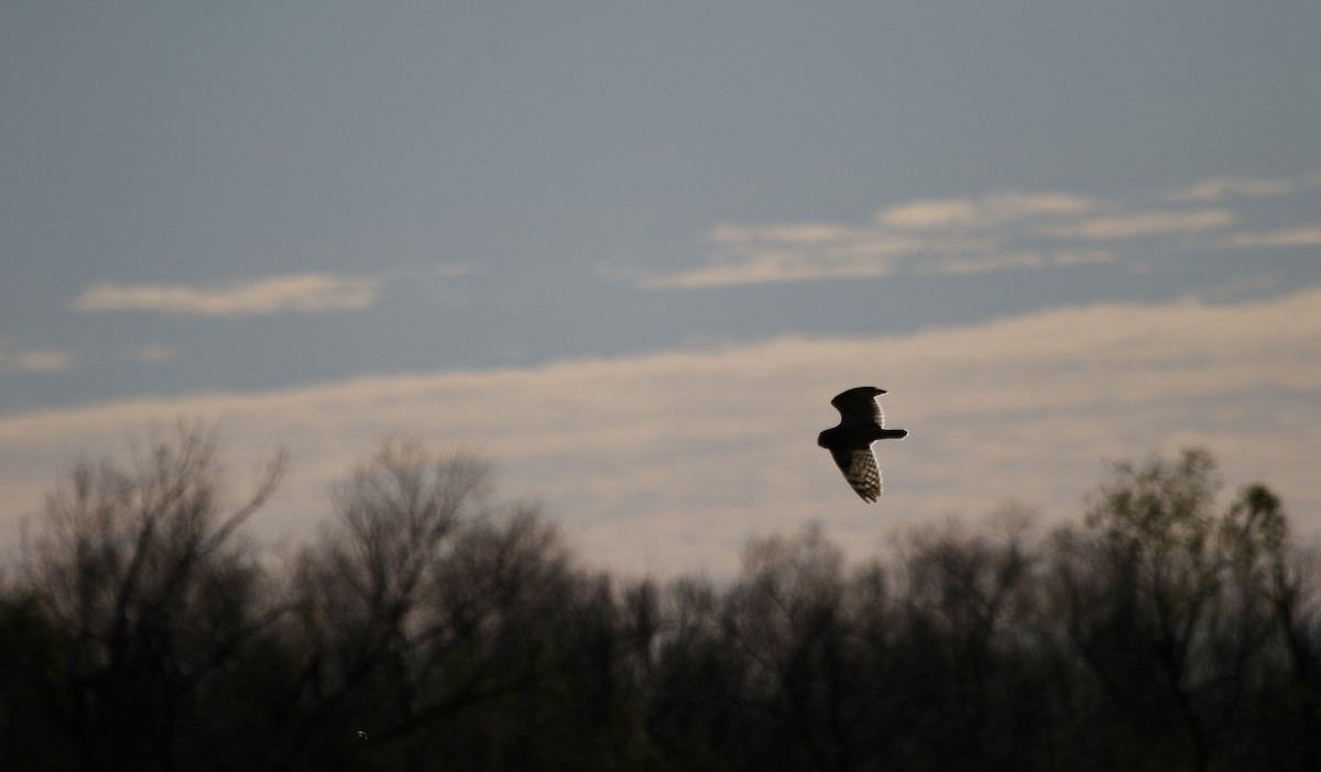 Short-eared Owl - ML647901281