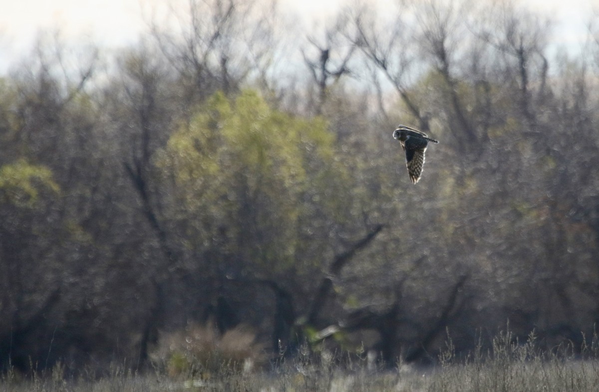 Short-eared Owl - ML647901283