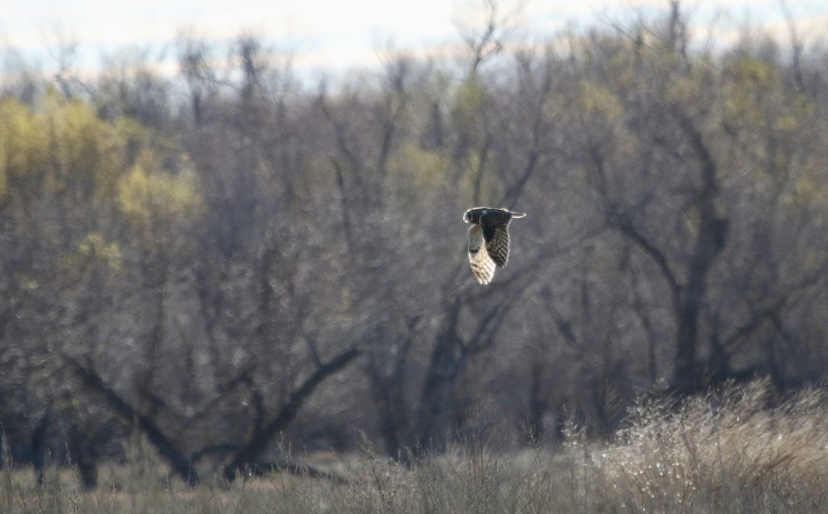 Short-eared Owl - ML647901284