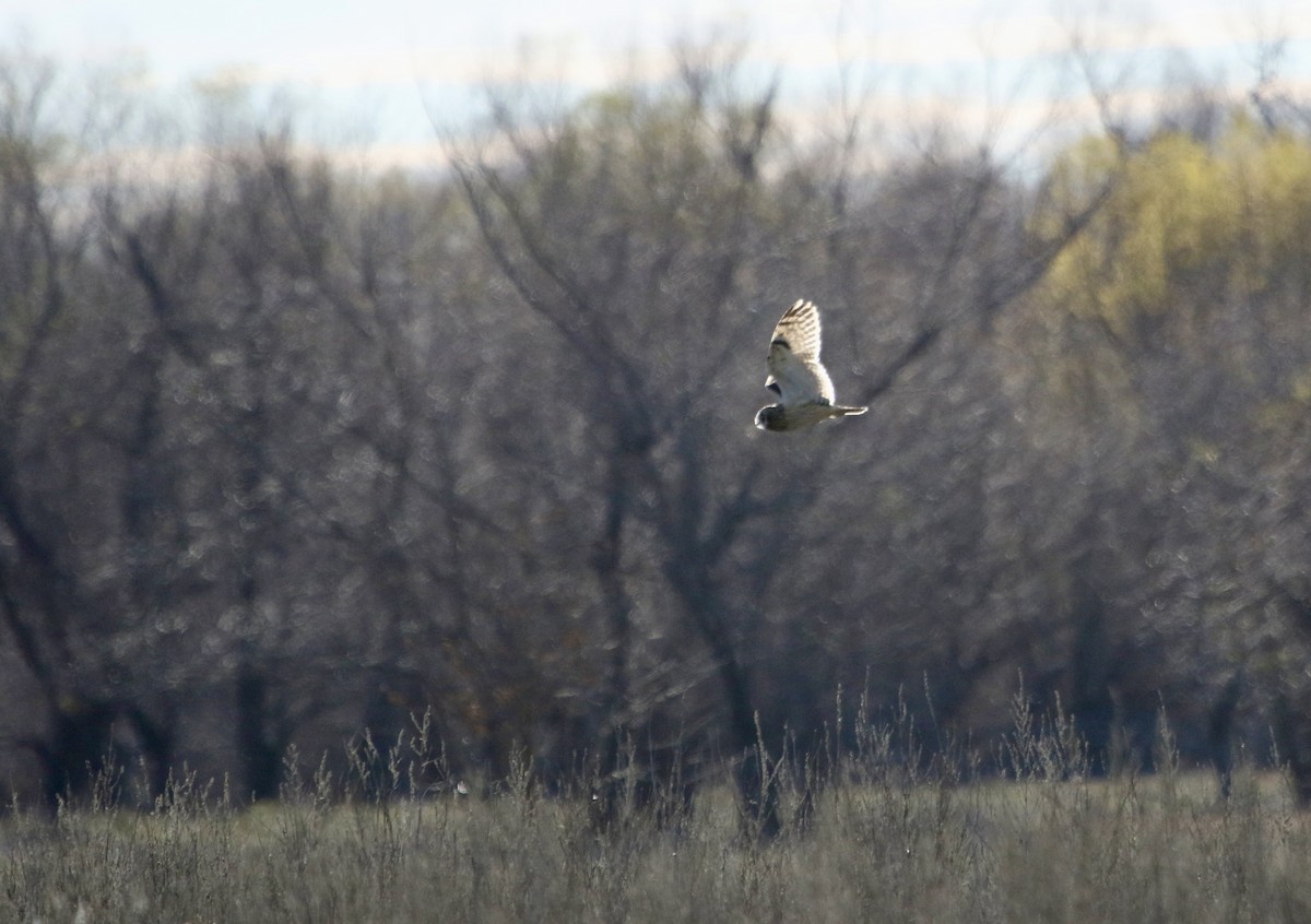 Short-eared Owl - ML647901285