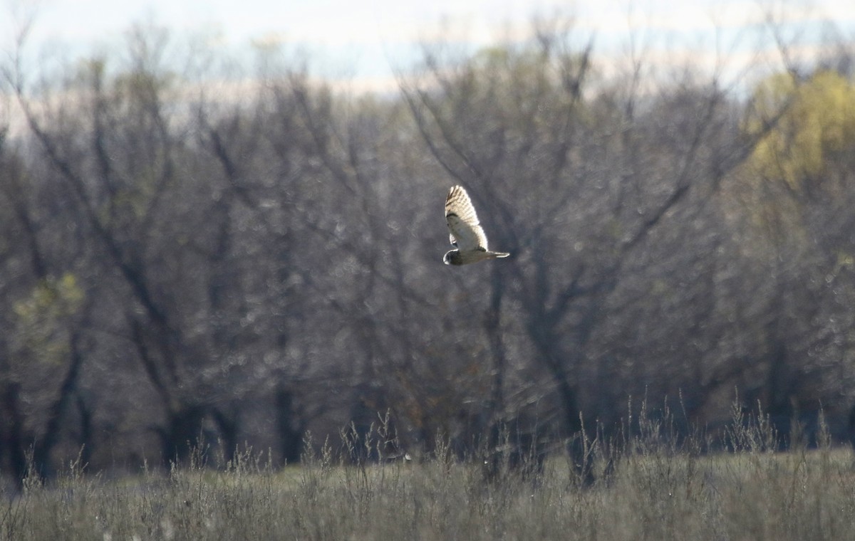 Short-eared Owl - ML647901286