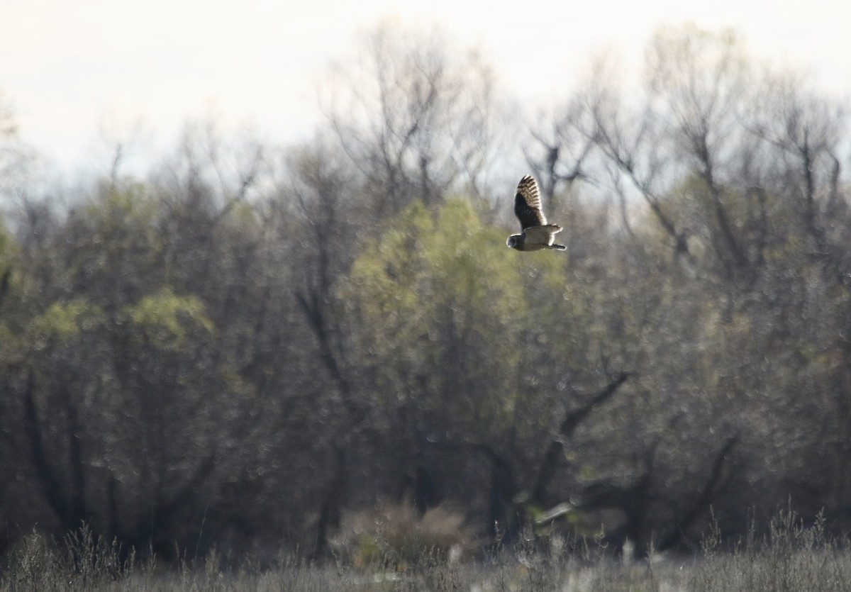 Short-eared Owl - ML647901287