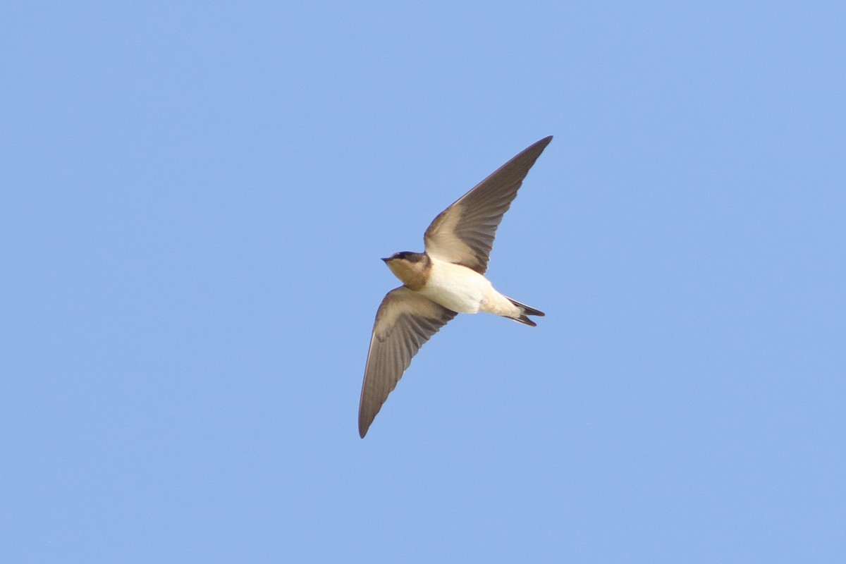 Ластівка сільська (підвид erythrogaster) - ML647901395