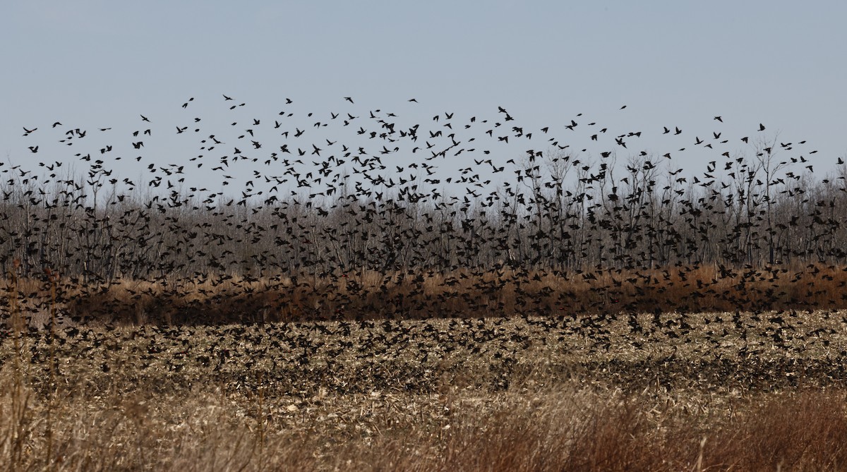 Red-winged Blackbird - ML647901396