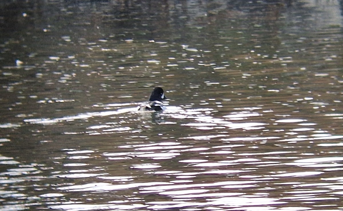 キタホオジロガモ - ML647901404