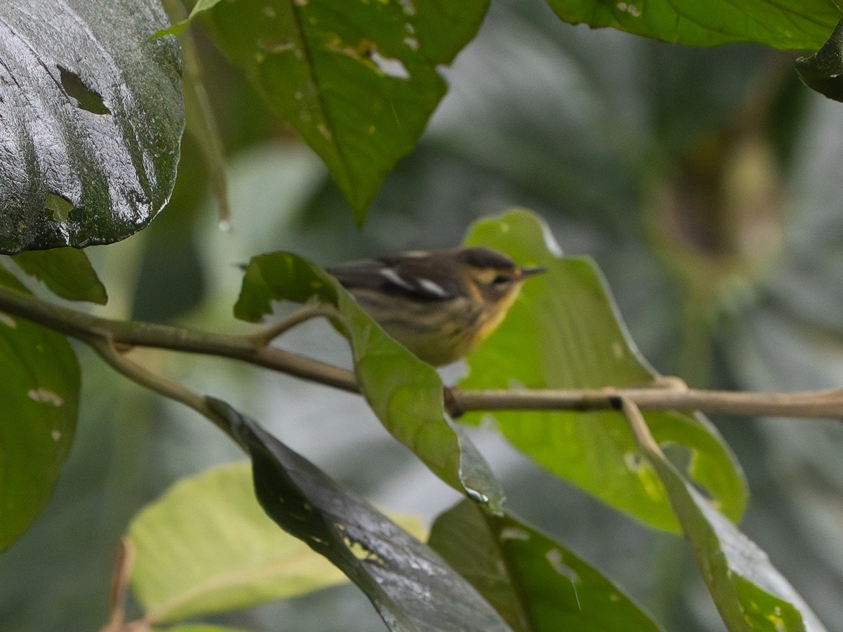 Reinita Gorjinaranja - ML647901485