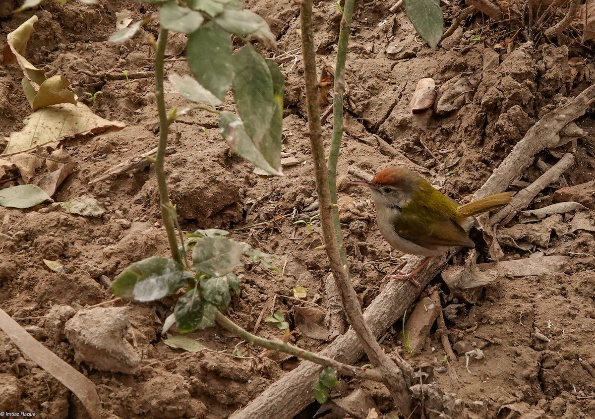 Common Tailorbird - ML647901656