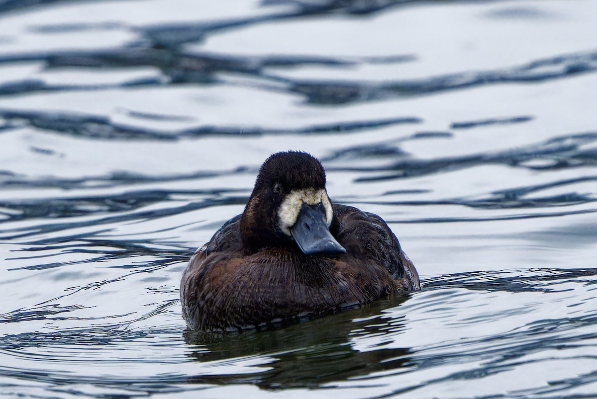 Морская чернеть - ML647901671