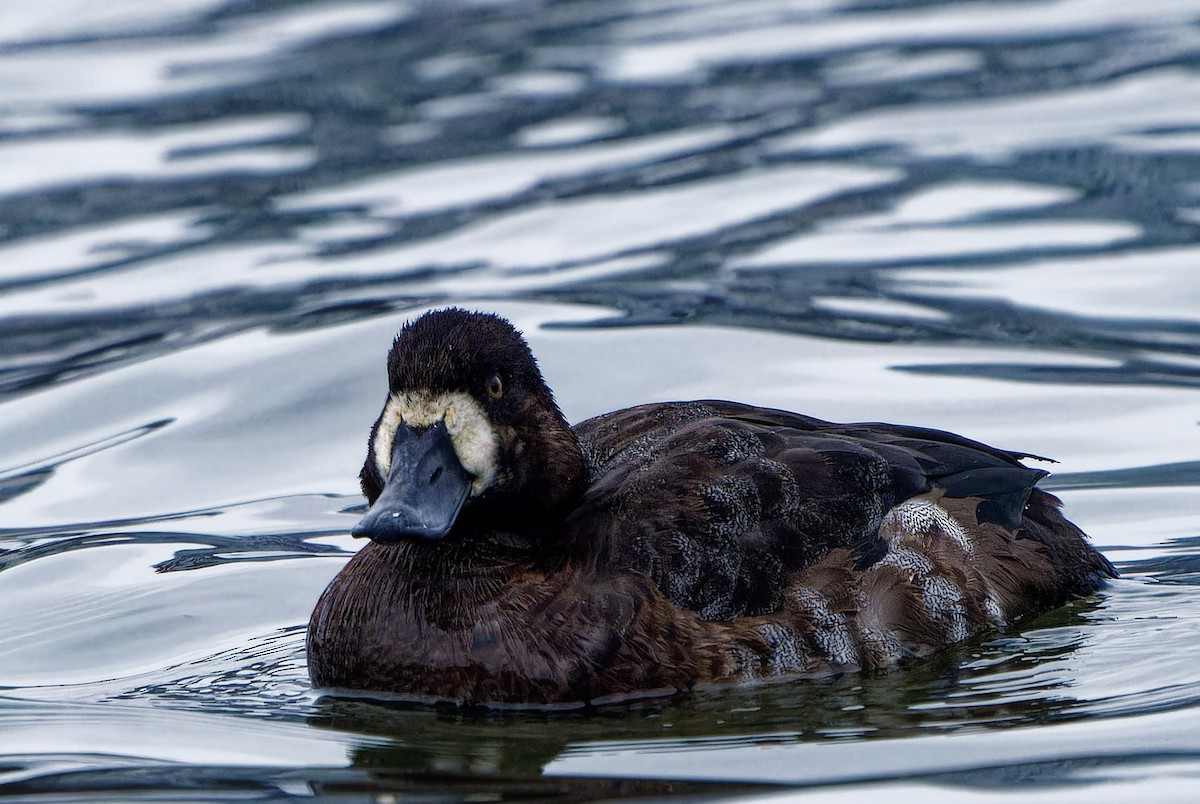 Морская чернеть - ML647901672