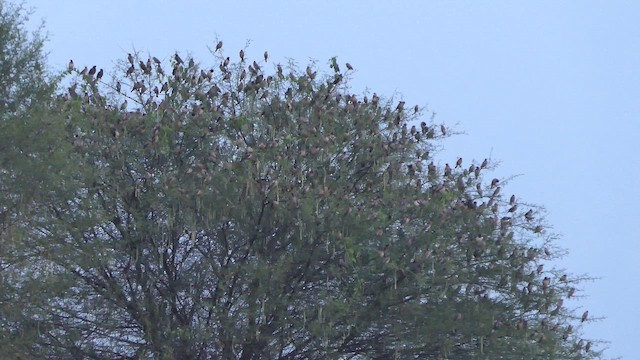 Rosy Starling - ML647901763