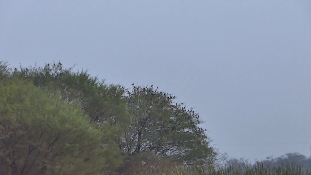 Rosy Starling - ML647901776