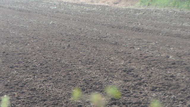 Western Yellow Wagtail - ML647901839
