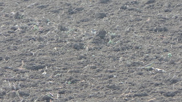 Western Yellow Wagtail - ML647901866