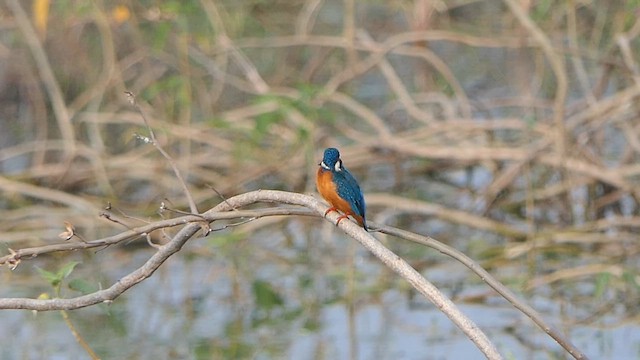 Common Kingfisher - ML647901882