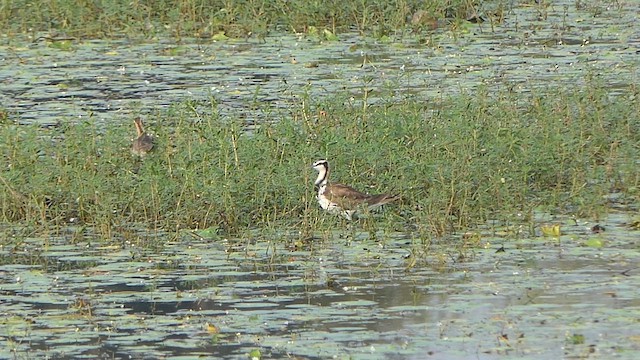 Pheasant-tailed Jacana - ML647901890