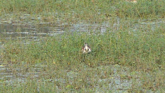 Pheasant-tailed Jacana - ML647901898