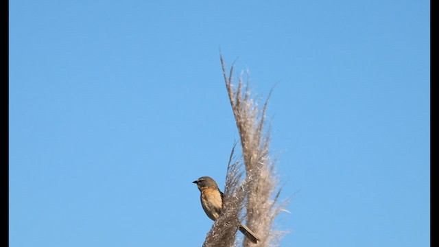 Long-tailed Reed Finch - ML647901910