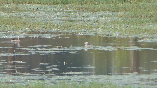Cotton Pygmy-Goose - ML647901926