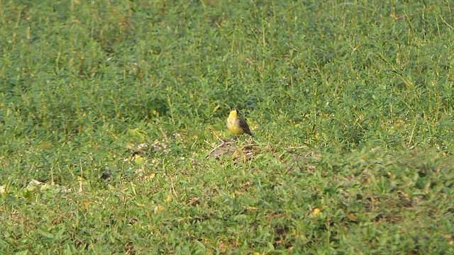 Eastern Yellow Wagtail - ML647901972
