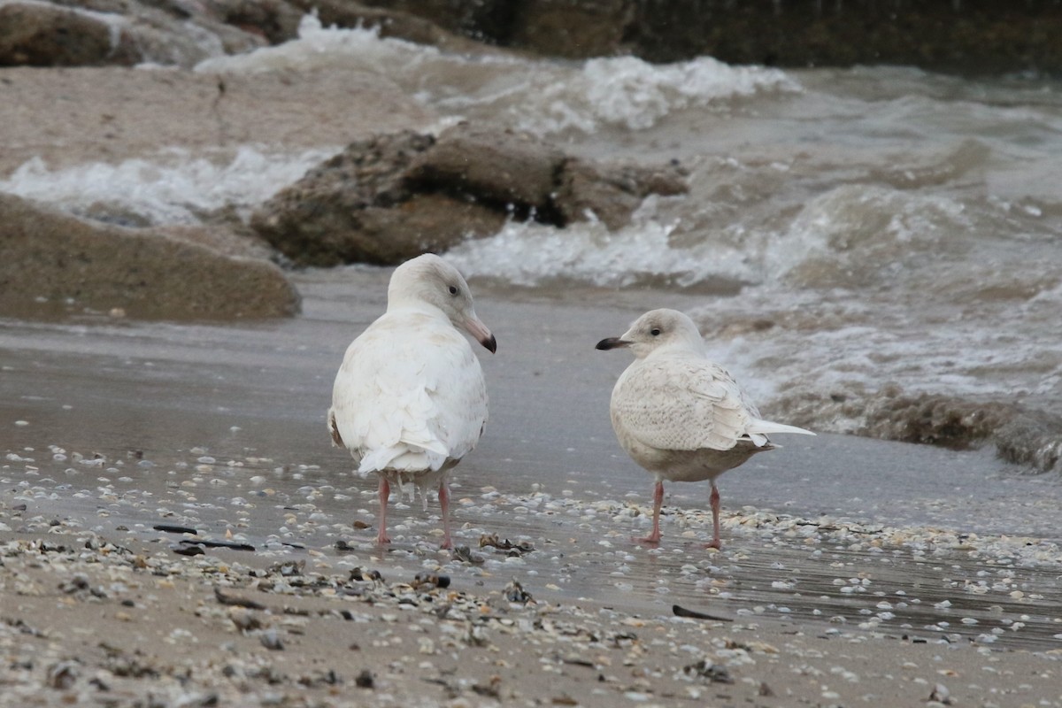 Gaviota/Gavión sp. - ML647901984