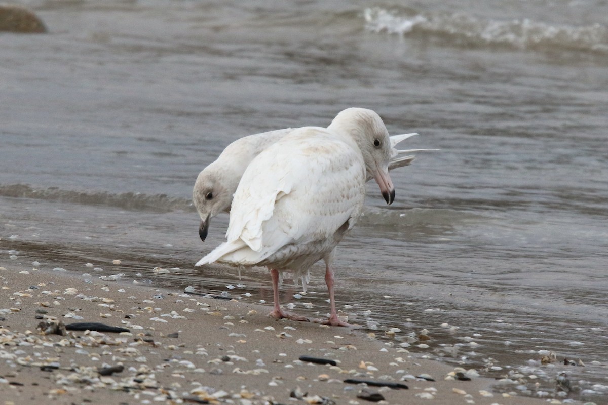 Gaviota/Gavión sp. - ML647901985