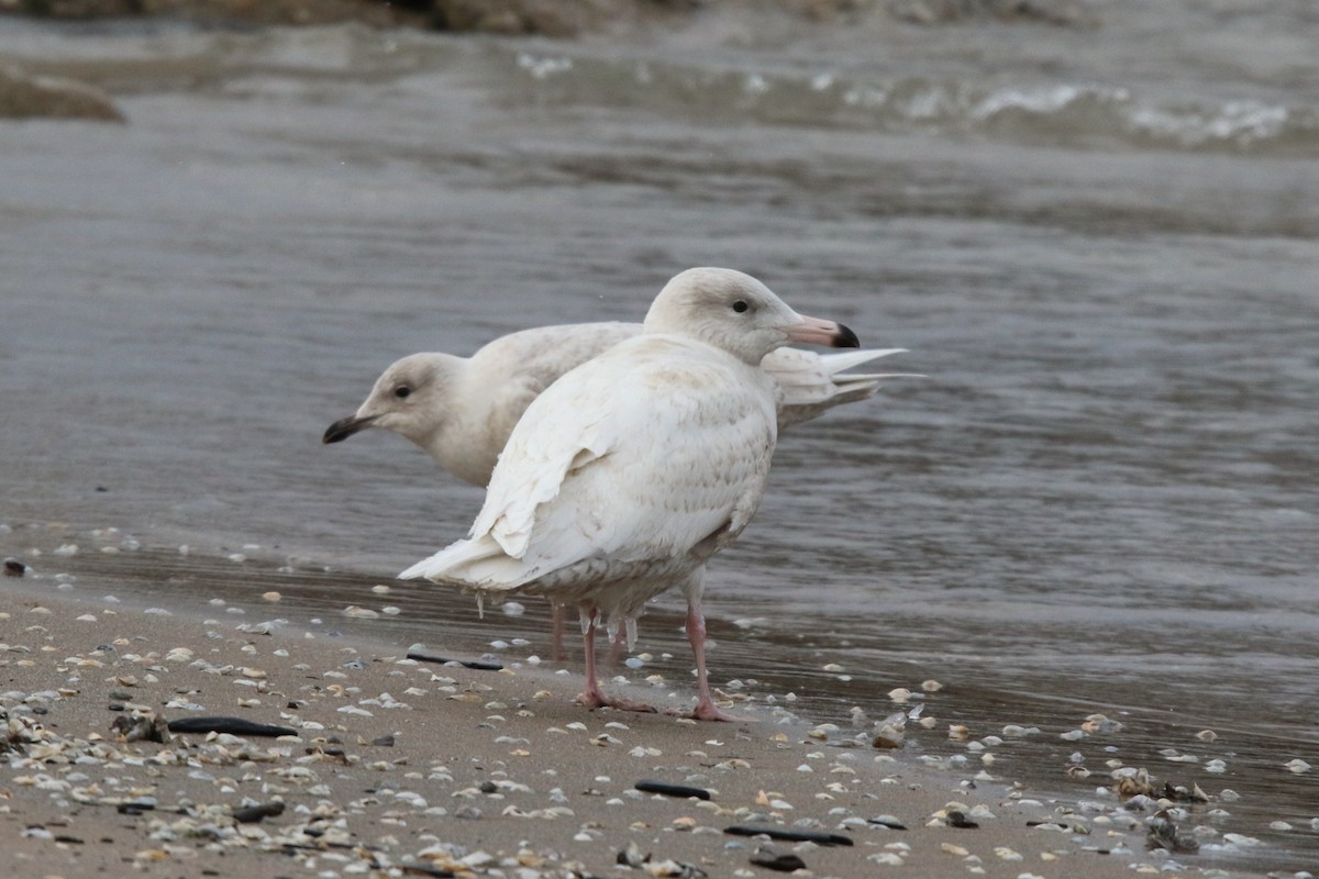 Gaviota/Gavión sp. - ML647901986