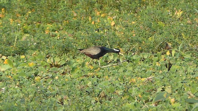 Bronze-winged Jacana - ML647901996