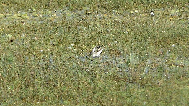 Pheasant-tailed Jacana - ML647902008