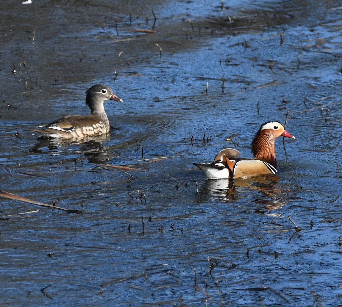 Мандаринка - ML647902044