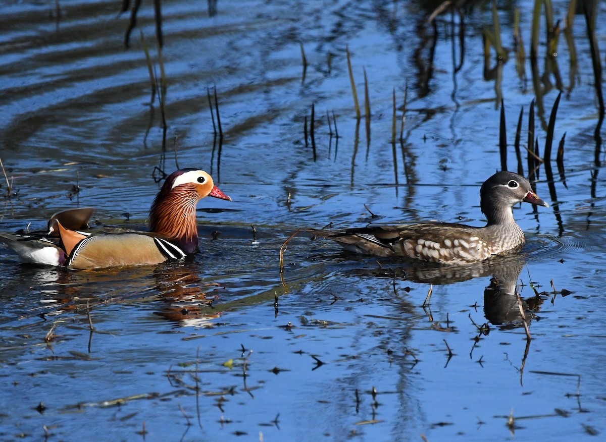 Мандаринка - ML647902045