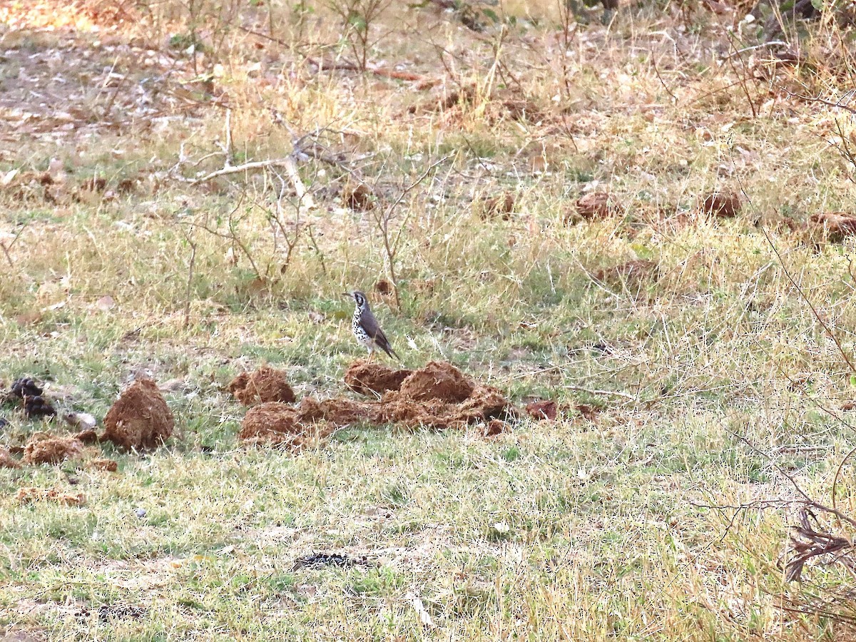 Groundscraper Thrush - ML647902163