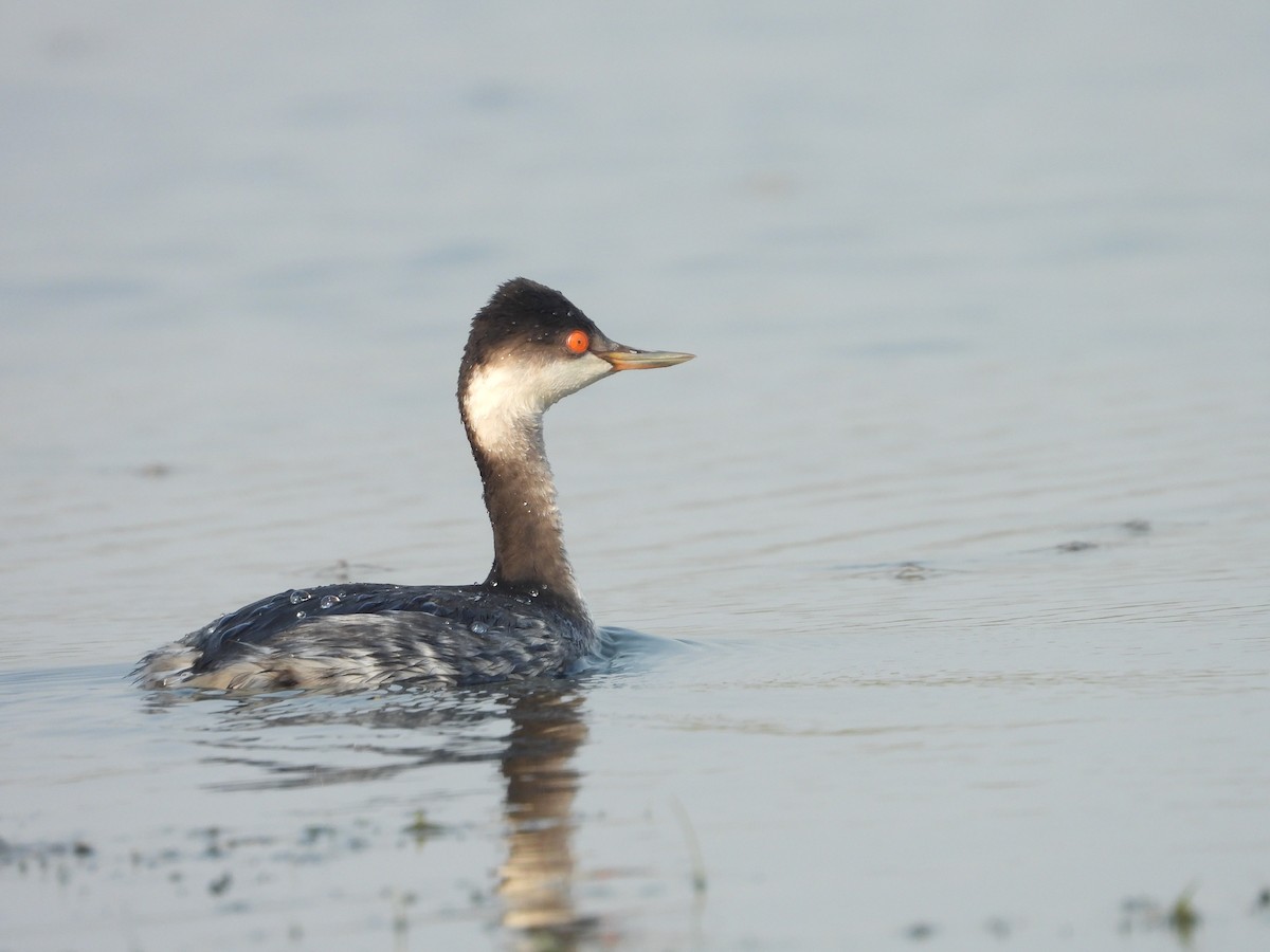 potápka černokrká - ML647902195