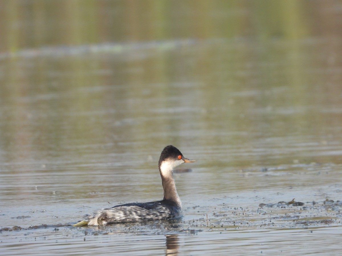 potápka černokrká - ML647902196