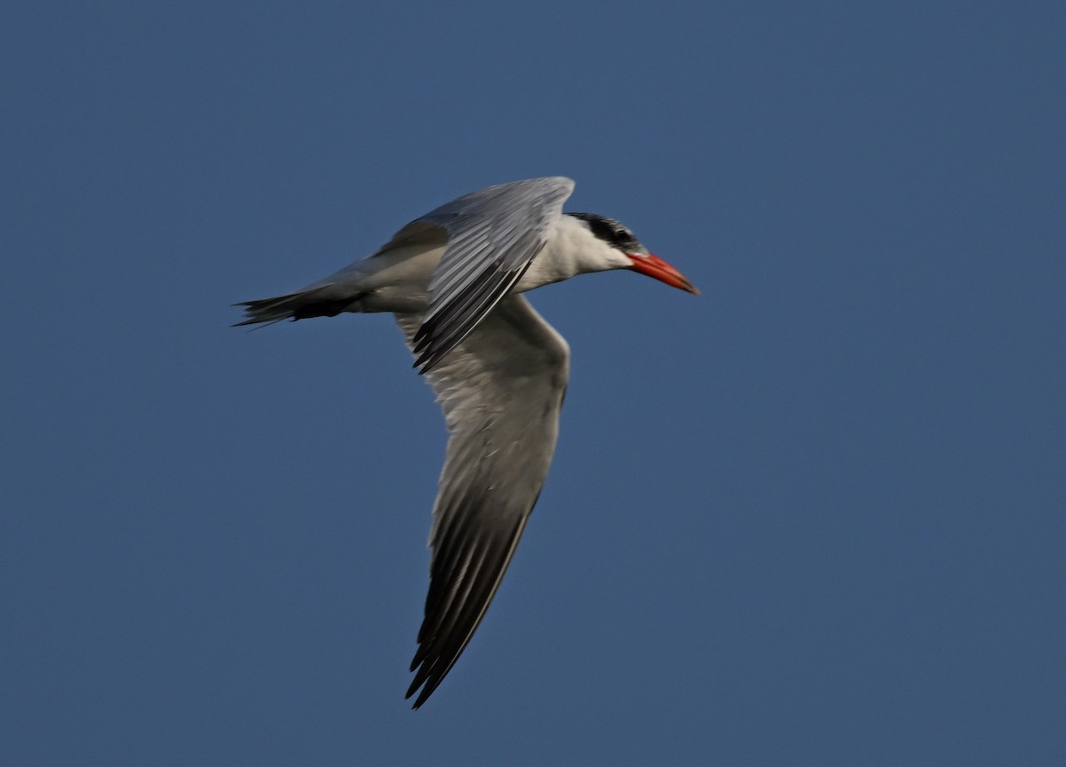River Tern - ML647902222