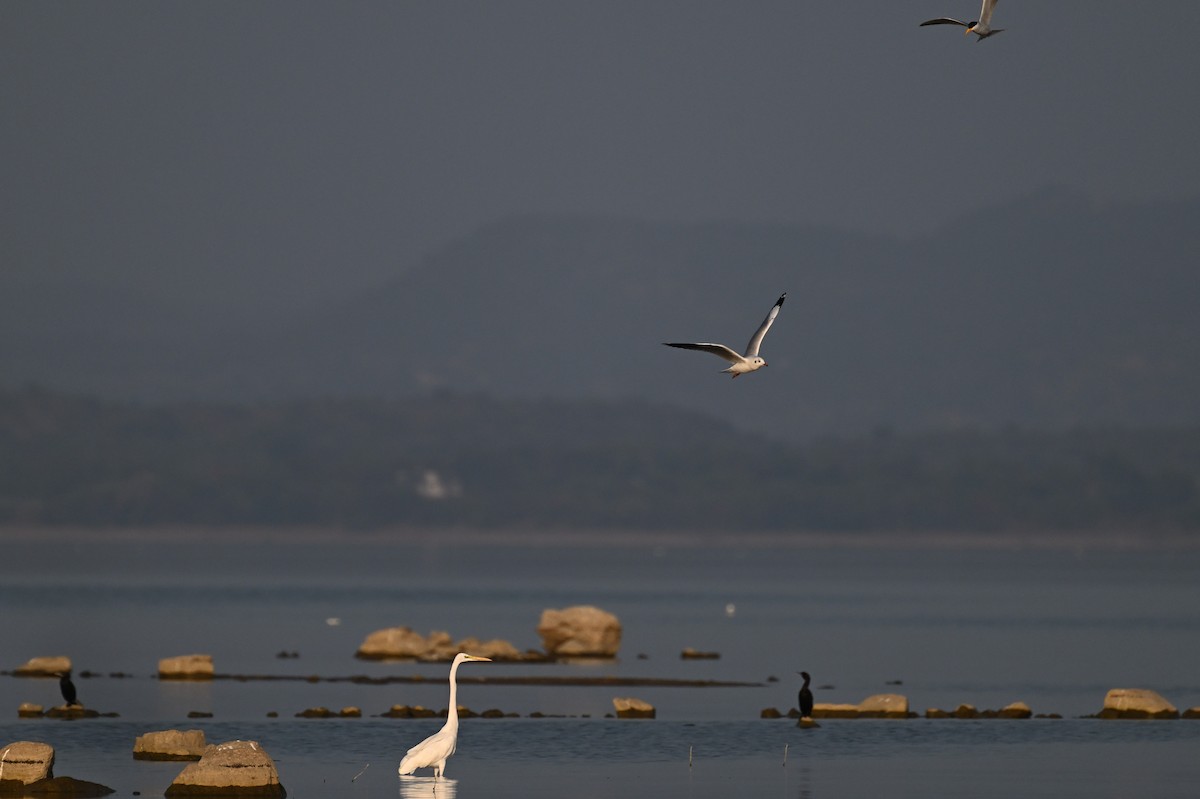 River Tern - ML647902224